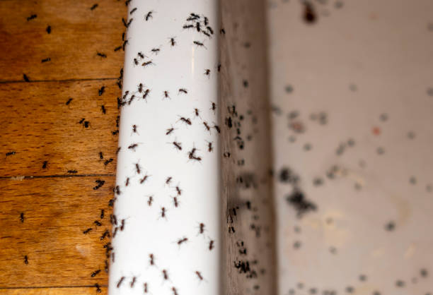 Best Pest Control for Businesses  in Sea Bright, NJ